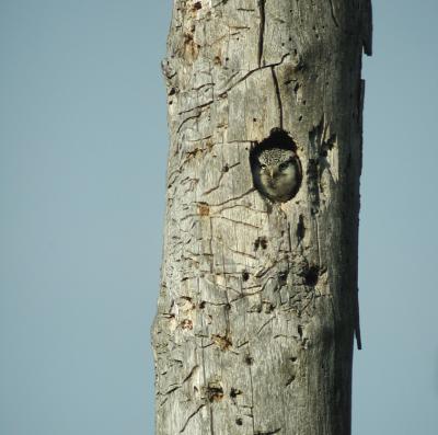 Northern Hawk Owl (Surnia ulula)