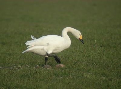 Bewicks Swan (Cygnus columbianus)