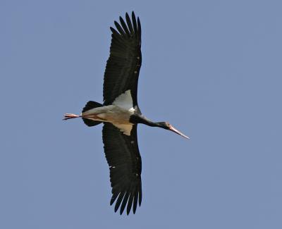 Black Stork (Ciconia nigra)