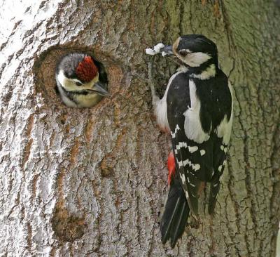 Great Spotted Woodpeckers (Dendrocopus major)
