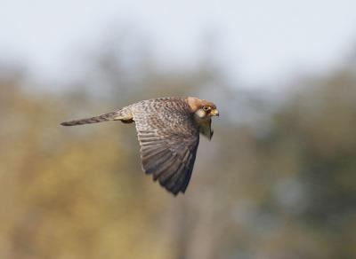 Red-footed Falcon (Falco vespertinus)