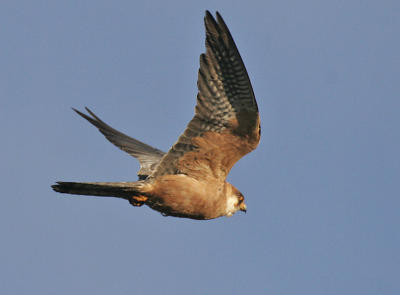 Red-footed Falcon (Falco vespertinus)