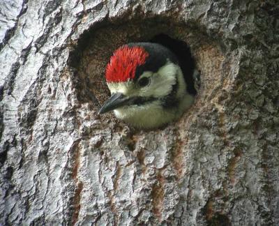 Great Spotted Woodpecker, juvenile (Dendrocopus major)