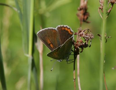 Violettkantad guldvinge (Lycaena hippothoe), hona