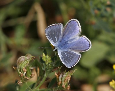 Puktrneblvinge (Polyommatus icarus), hane