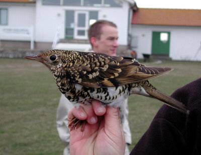 Whites Thrush (Zoothera dauma)