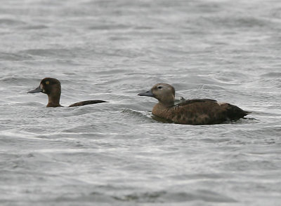 Stellers Eider (Polysticta stelleri)