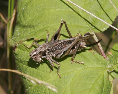 Grå vårtbitare (Platycleis albopunctata)
