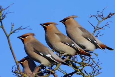 Bohemian Waxwings (Bombycilla garrulus)