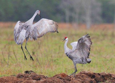 Sandhill Crane (Grus canadensis)