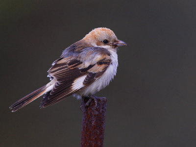 Woodchat Shrike (Lanius senator niloticus)