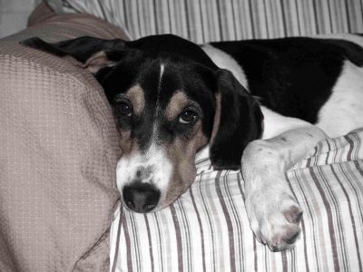 Gladys, the fox hound