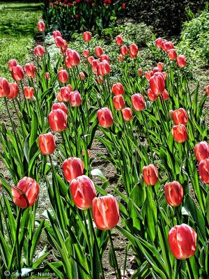 Tulips