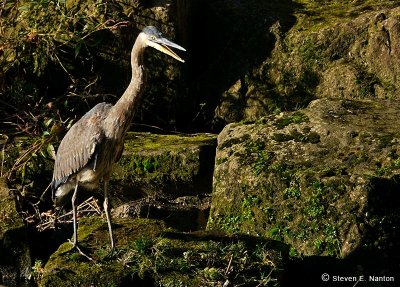 Great Blue Heron