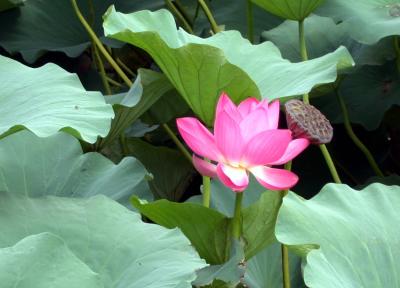 Lotus flower, Beijing