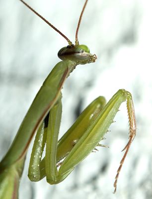 mantis.jpg