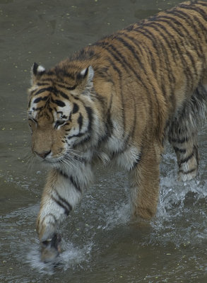 tiger_3.jpg
