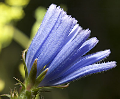 Blue dandelion (chikory).jpg
