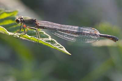 dragonfly#1.jpg