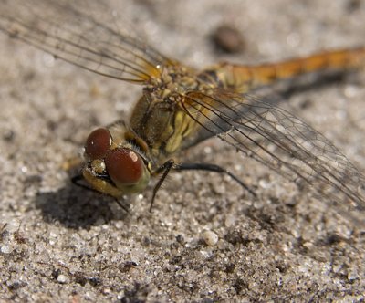 dragonfly#2.jpg