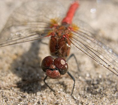 dragonfly#3.jpg