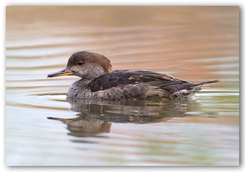 Hooded Merganser/Harle couronn Femelle