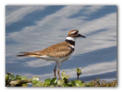 Oiseaux de rivage et aquatiques/Shore birds/water birds