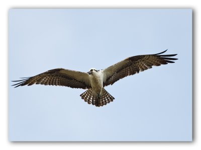 Osprey/Balbuzard, Fl