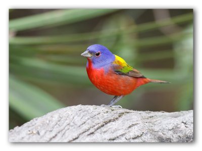 Painted Bunting/Passerin nonpareil, West Palm Beach