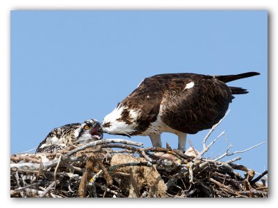 Osprey/Balbuzard, Marco Island, Fl