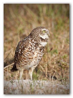 Burrowing Owl/Chevêche des terriers, Cape Coral