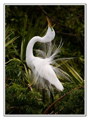 Great Egret/Grande aigrette, Kissimee