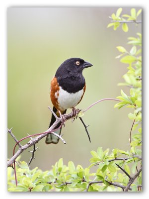 Eastern Towhee/Tohi à flancs roux, Fred C. Babcock Park