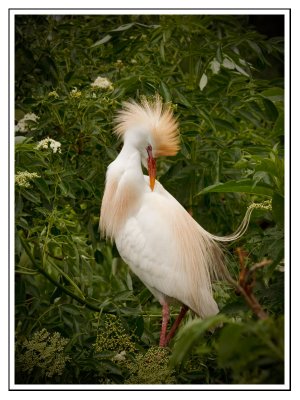 Cattle Egret/Heron garde-boeuf adulte nuptial, Kissimee