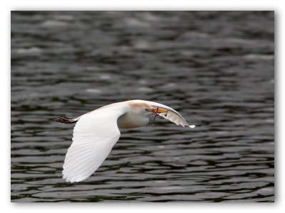 Cattle Egret/Héron garde-boeuf
