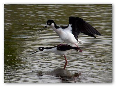 Black Neck Stilt/Avocette d'Amérique, Green Cay, Fl.