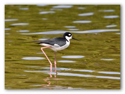 Black Neck Stilt/Echasse d'Amérique