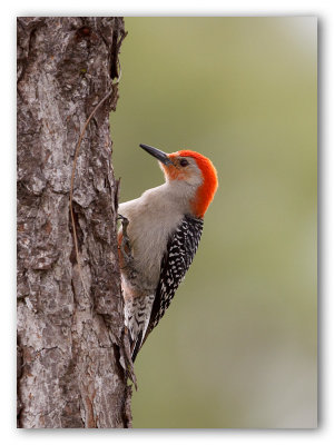 Red Bellied Woodpecker/Pic à ventre roux, Près de Corkscrew Fl.