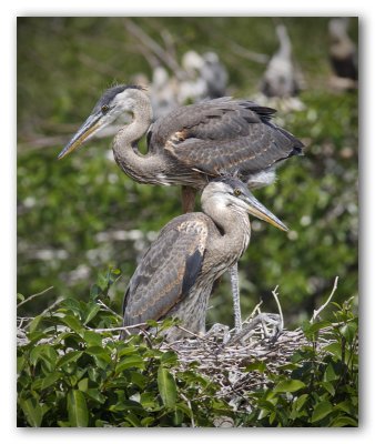 Young Great Blue Heron/Héronneaux, Venice Rookery, Fl.