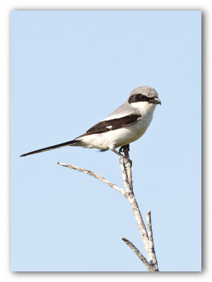 Loggerhead Shrike/Pie-grièche migratrice