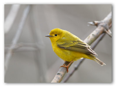 Yellow Warbler/Paruline jaune.  Pointe Pele