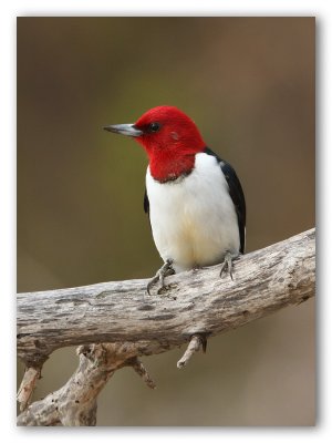 Red Headed Woopecker/Pic  tte rouge, Pointe Pele