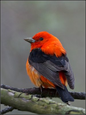 Scarlet Tanager/Tangara carlate, premire anne,Pointe Pele