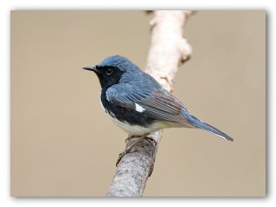 Black Throated Blue Warbler/Paruline bleue, Pointe Pele
