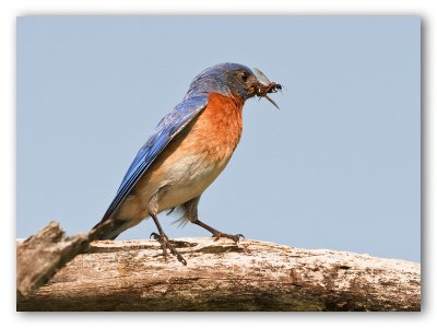 Eastern Bluebird/Merlebleu de l'est, St-Bruno