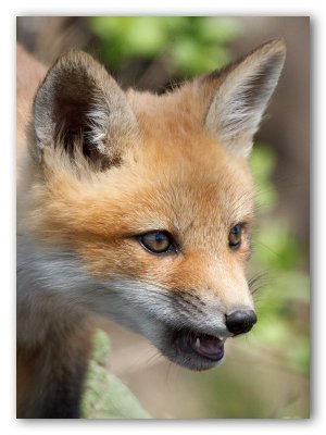 Fox, young/Renardeau