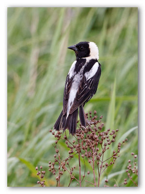 Bobolink/Goglu des prés 2