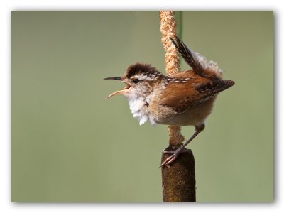 Marsh Wren/Troglodyte des marais