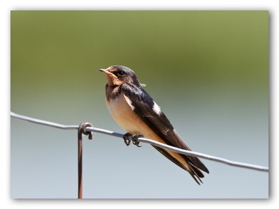 Barn Swallow/Hirondelle rustique, juvénile