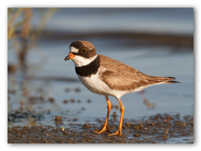 Semipalmated plover/Pluvier semipalmé